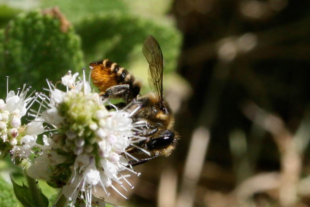 Mégachile du rosier, Abeille découpeuse Megachile centuncularis (Linnaeus, 1758)