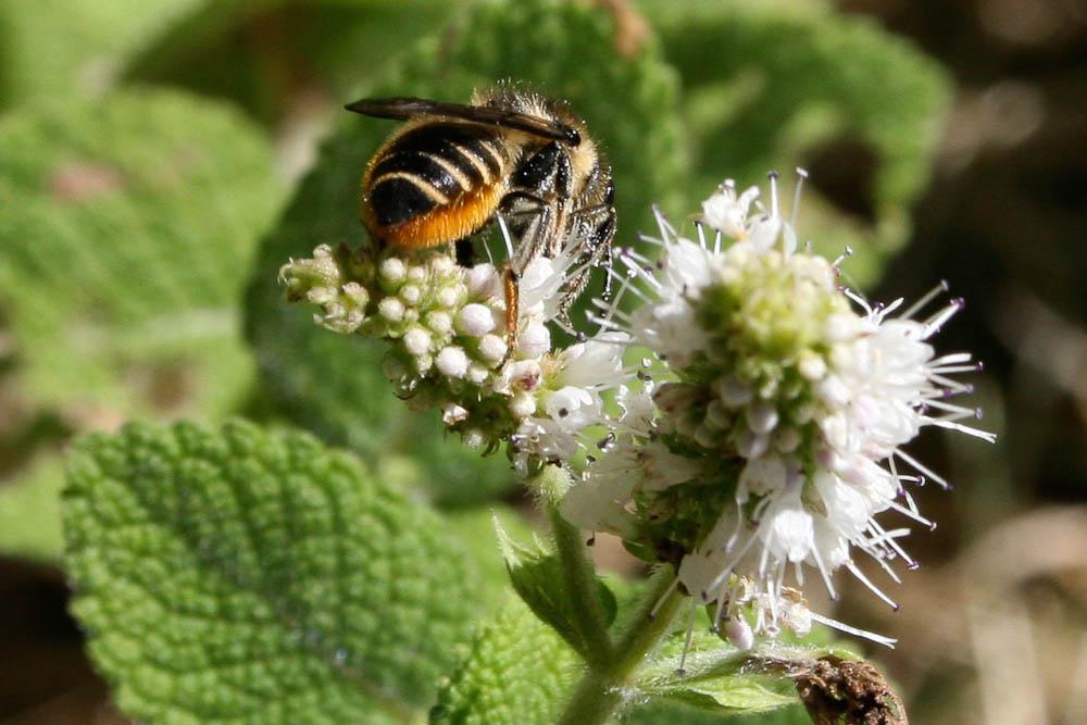 Mégachile du rosier, Abeille découpeuse Megachile centuncularis (Linnaeus, 1758)