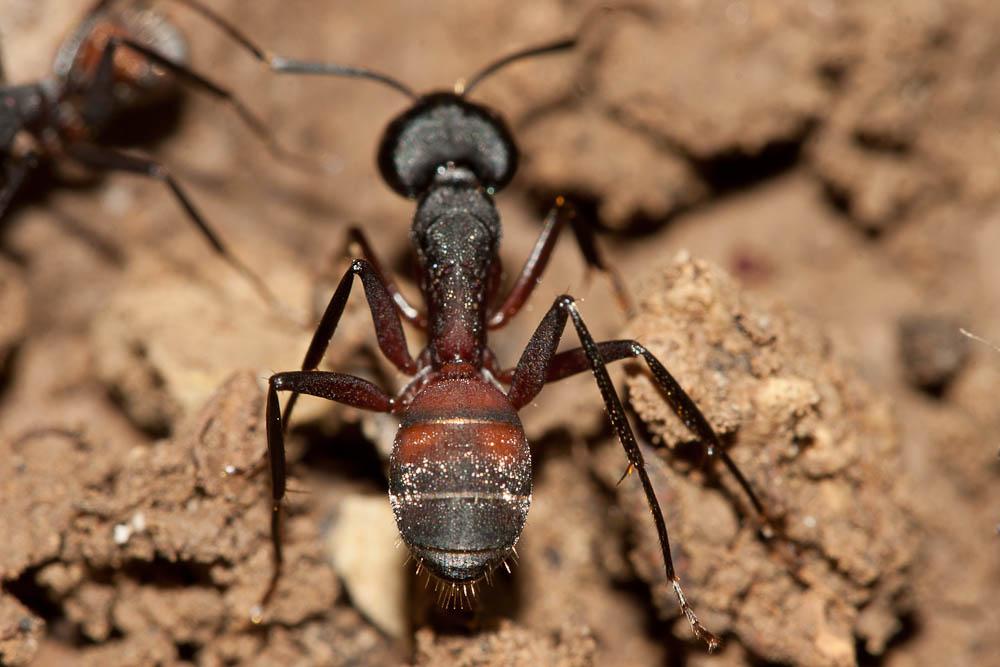 Le  Camponotus cruentatus (Latreille, 1802)