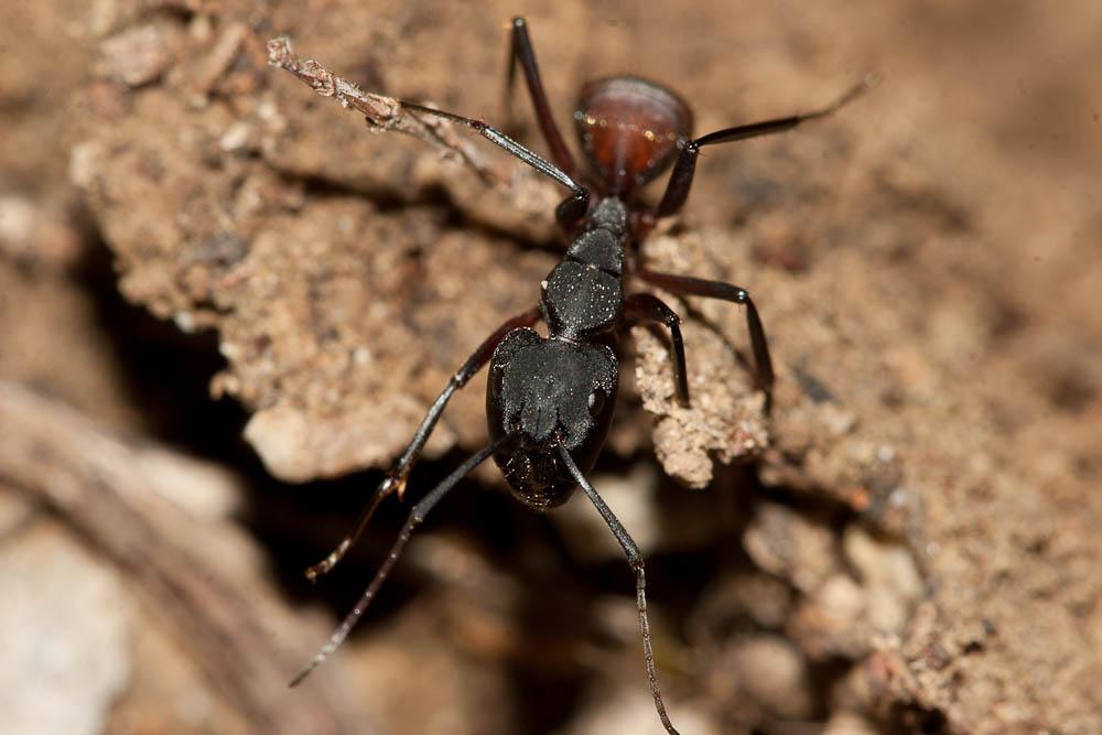  Camponotus cruentatus (Latreille, 1802)