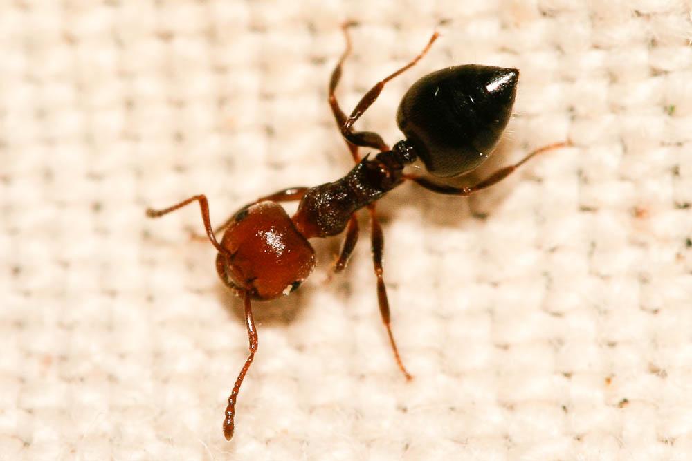  Crematogaster scutellaris (Olivier, 1792)