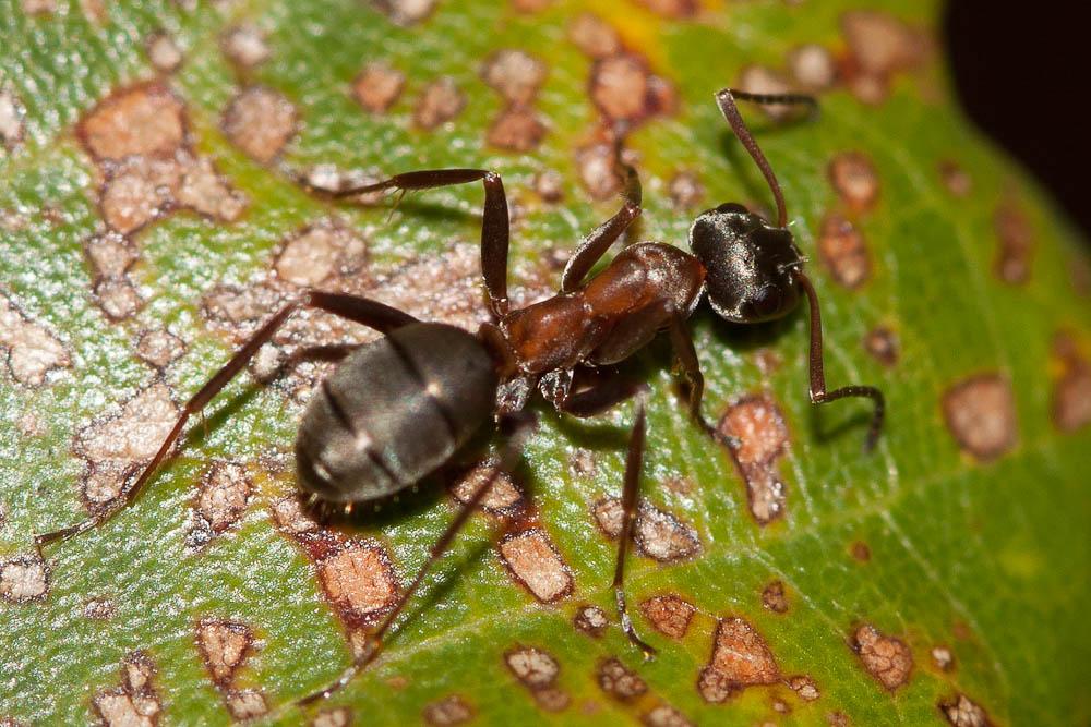  Formica cunicularia Latreille, 1798