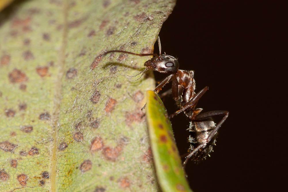  Formica cunicularia Latreille, 1798