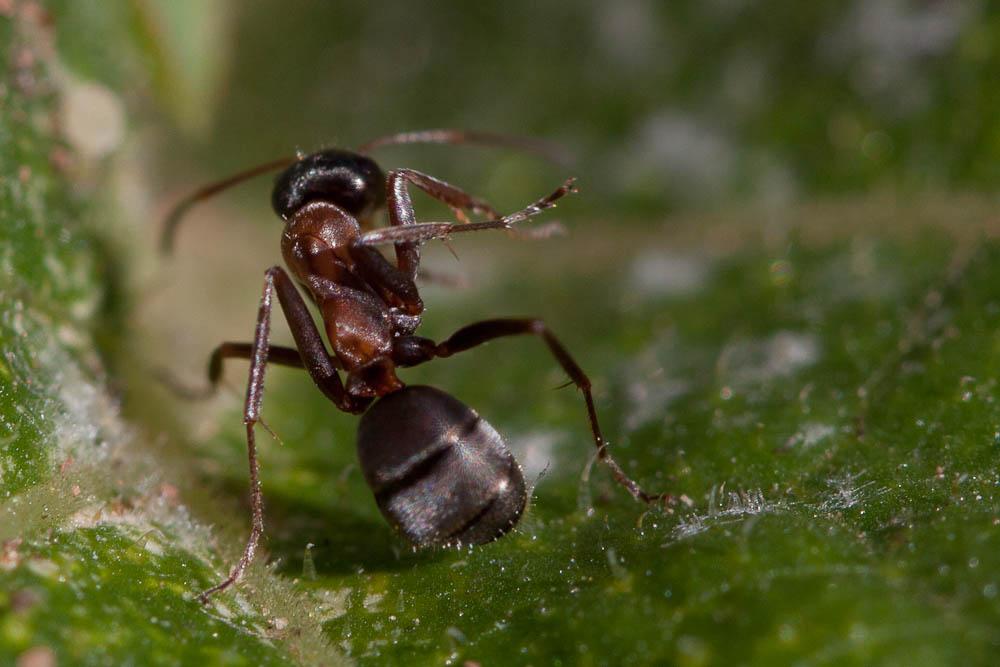  Formica cunicularia Latreille, 1798