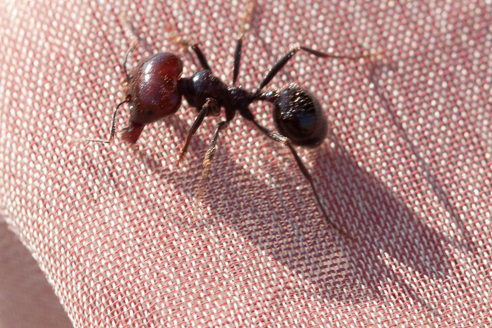 Messor barbarus (Linnaeus, 1767)