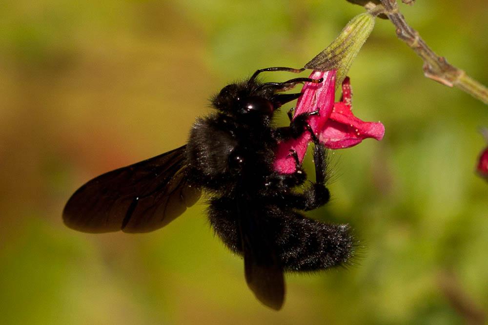 Abeille charpentière, Xylocope violet Xylocopa violacea (Linnaeus, 1758)