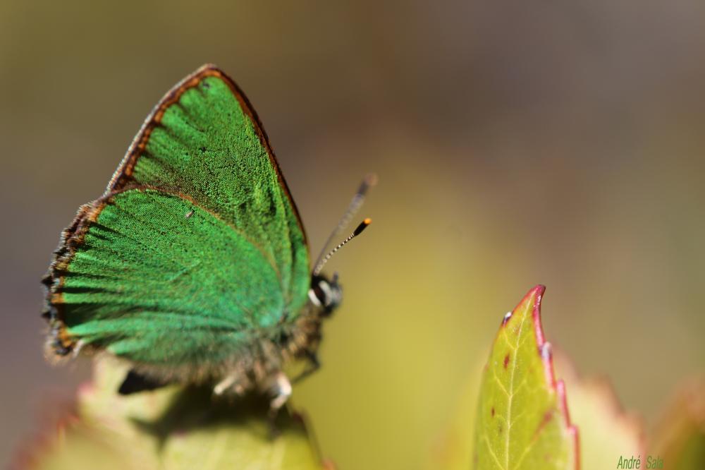 Thécla de la Ronce (La), Argus vert (L') Callophrys rubi (Linnaeus, 1758)