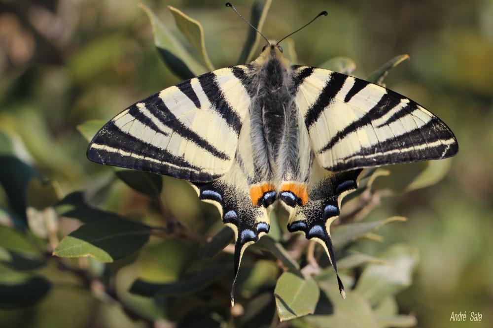 Flambé (Le) Iphiclides podalirius (Linnaeus, 1758)