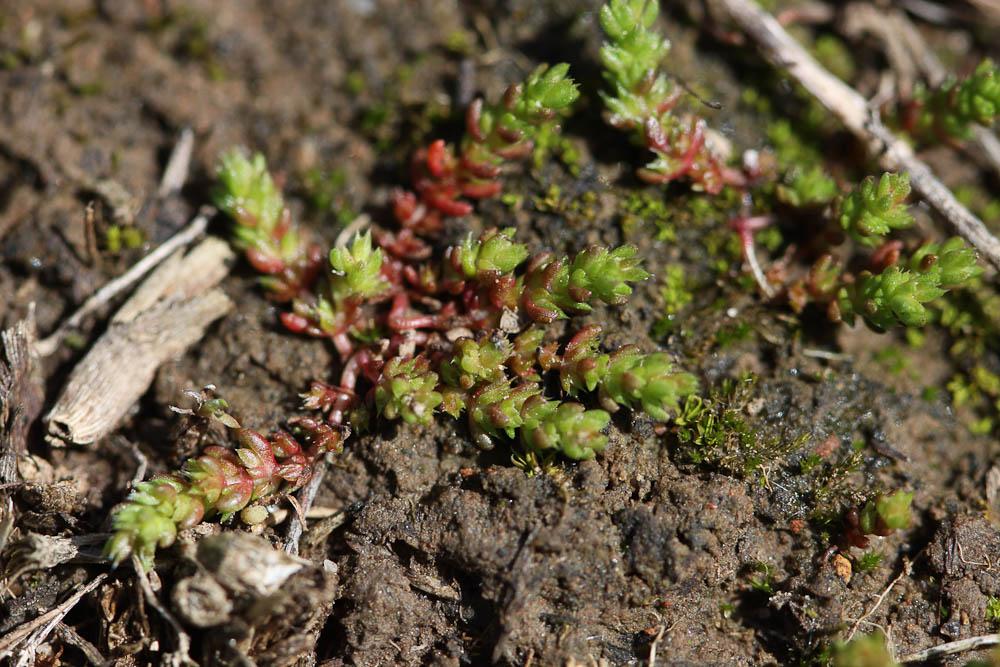 Crassule mousse, Mousse fleurie Crassula tillaea Lest.-Garl., 1903