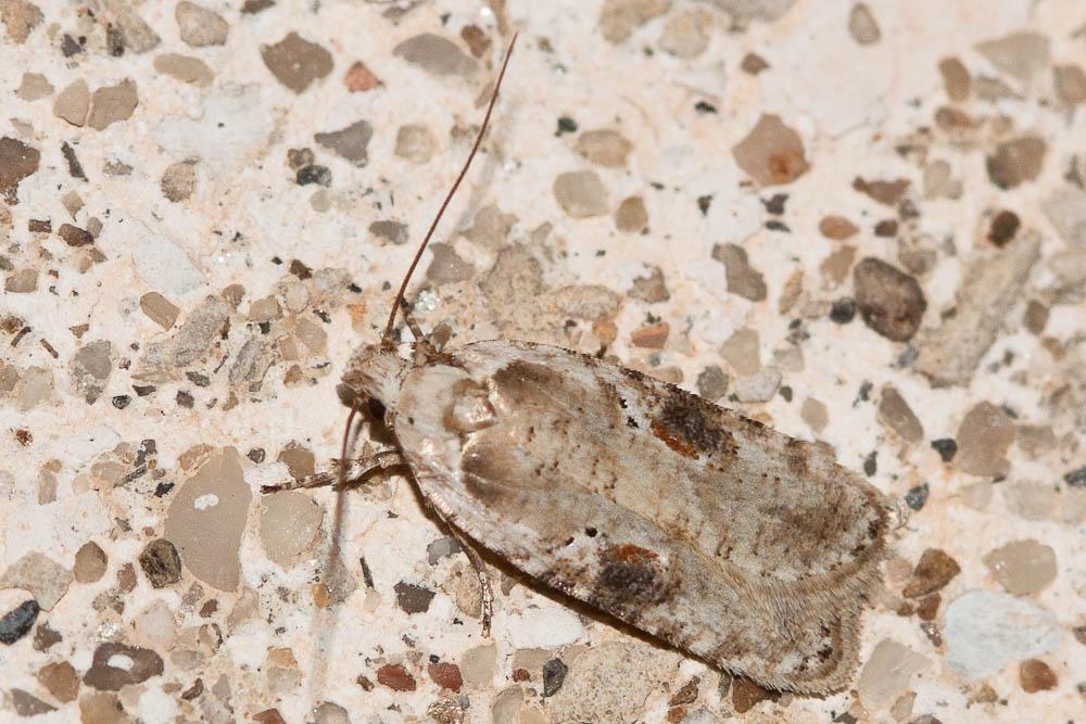  Agonopterix alstromeriana (Clerck, 1759)