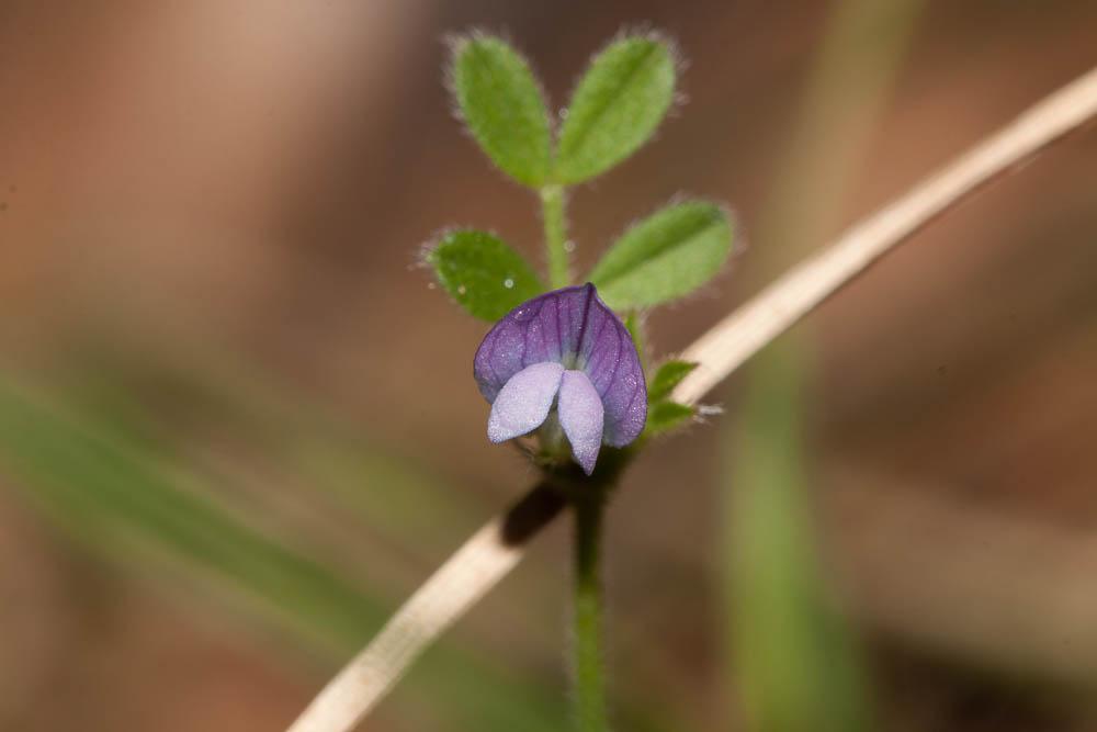 Vesce printannière, Vesce fausse Gesse Vicia lathyroides L., 1753