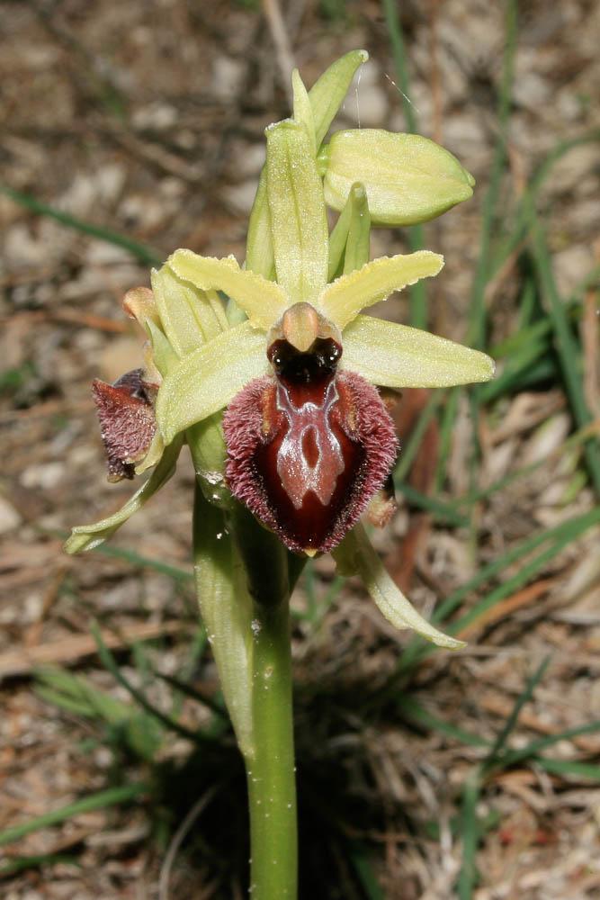Ophrys occidentalis (Scappat.) Scappat. & M.Demange, 2005