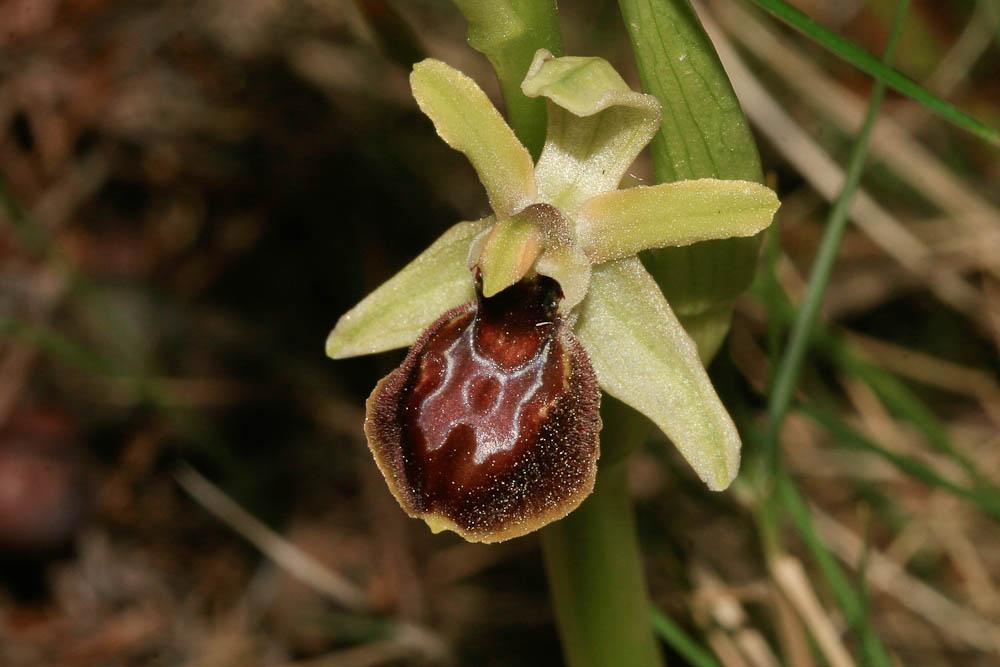 Ophrys occidentalis (Scappat.) Scappat. & M.Demange, 2005