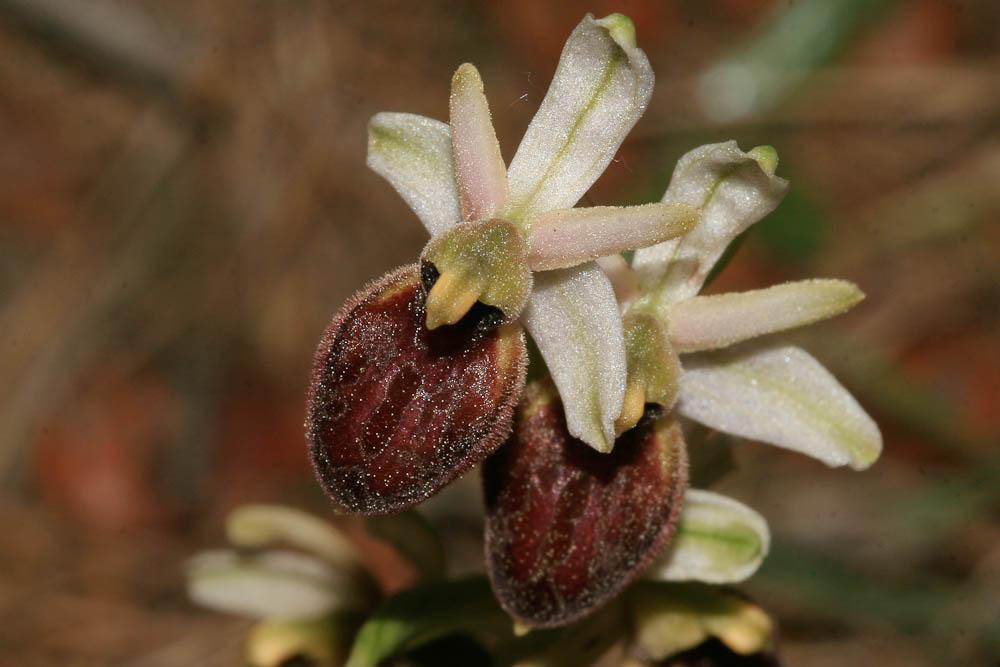 Ophrys occidentalis (Scappat.) Scappat. & M.Demange, 2005
