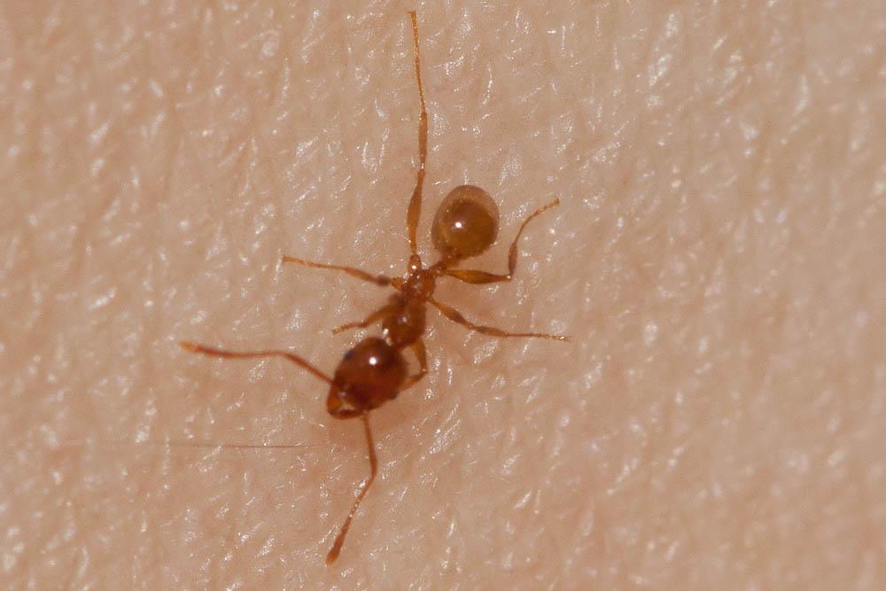 Tetramorium semilaeve André, 1883