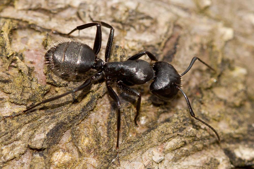  Camponotus vagus (Scopoli, 1763)