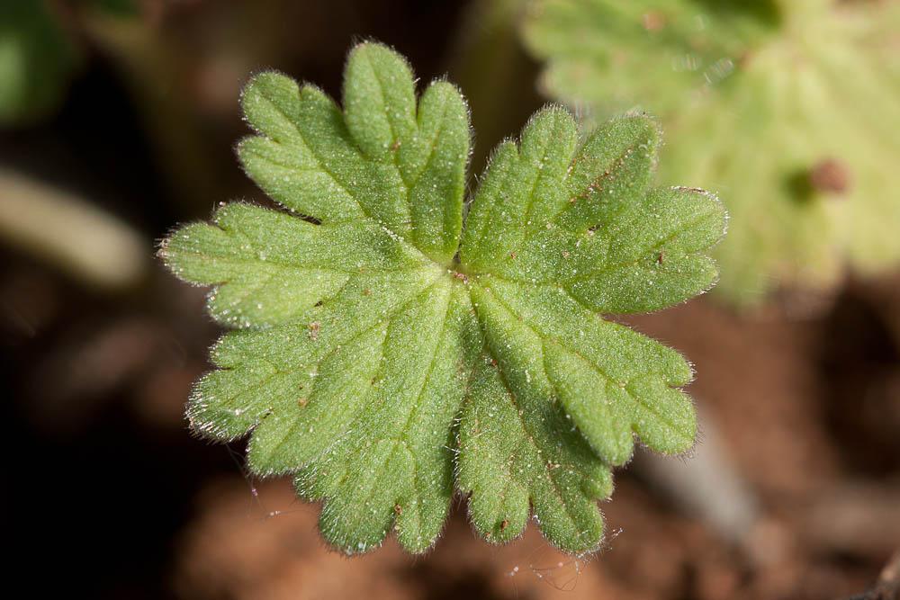 Géranium à feuilles molles Geranium molle L., 1753