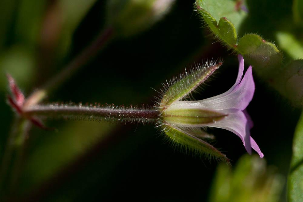 Géranium à feuilles rondes, Mauvette Geranium rotundifolium L., 1753