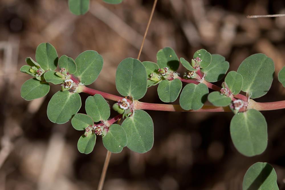 Euphorbe rampante Euphorbia serpens Kunth, 1817