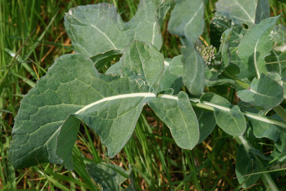 Colza Brassica napus L., 1753
