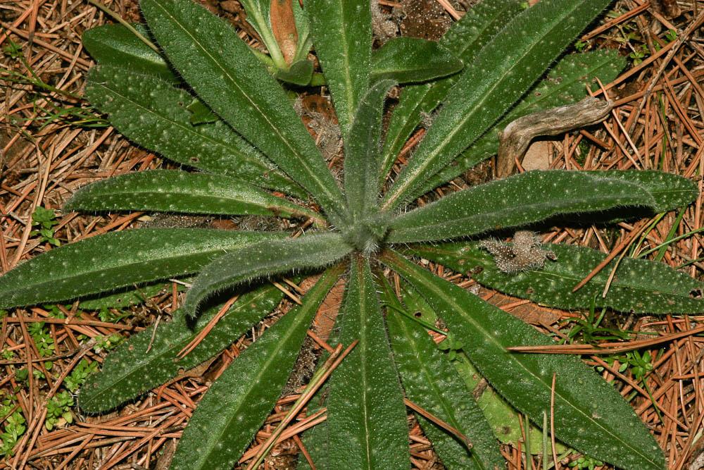 Vipérine commune, Vipérine vulgaire Echium vulgare L., 1753
