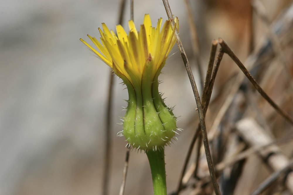 Urosperme fausse Picride Urospermum picroides (L.) Scop. ex F.W.Schmidt, 1795