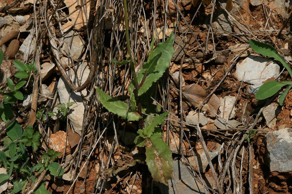 Urosperme fausse Picride Urospermum picroides (L.) Scop. ex F.W.Schmidt, 1795