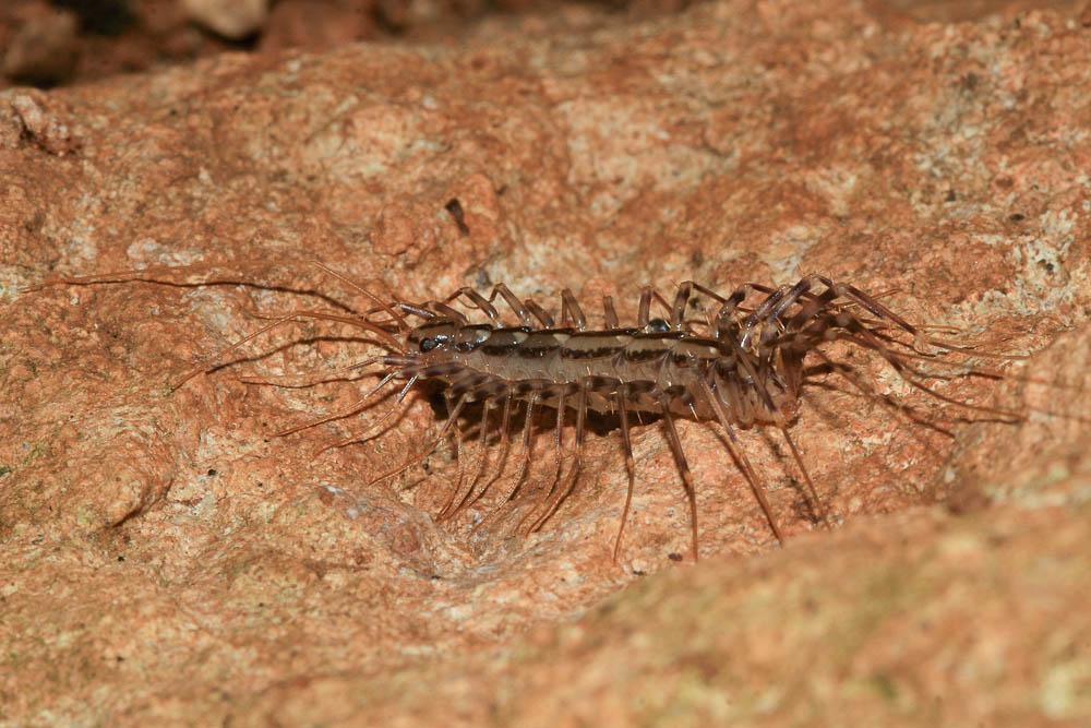 Scutigera coleoptrata (Linnaeus, 1758)