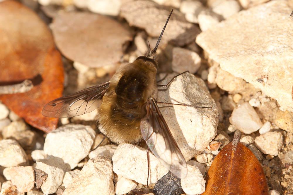 Bombylius fimbriatus Meigen, 1820