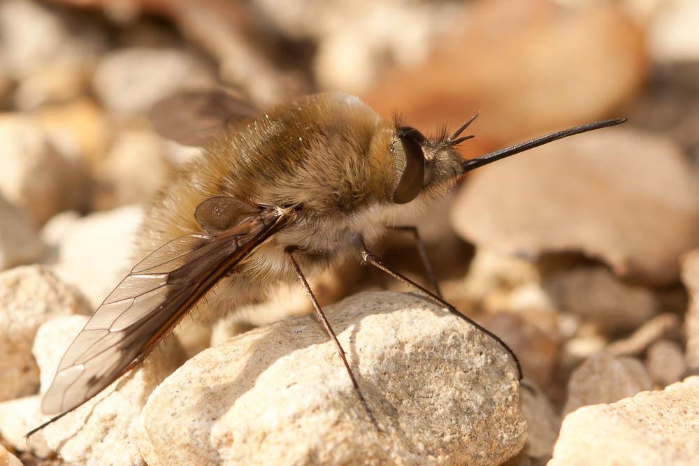 Bombylius fimbriatus Meigen, 1820