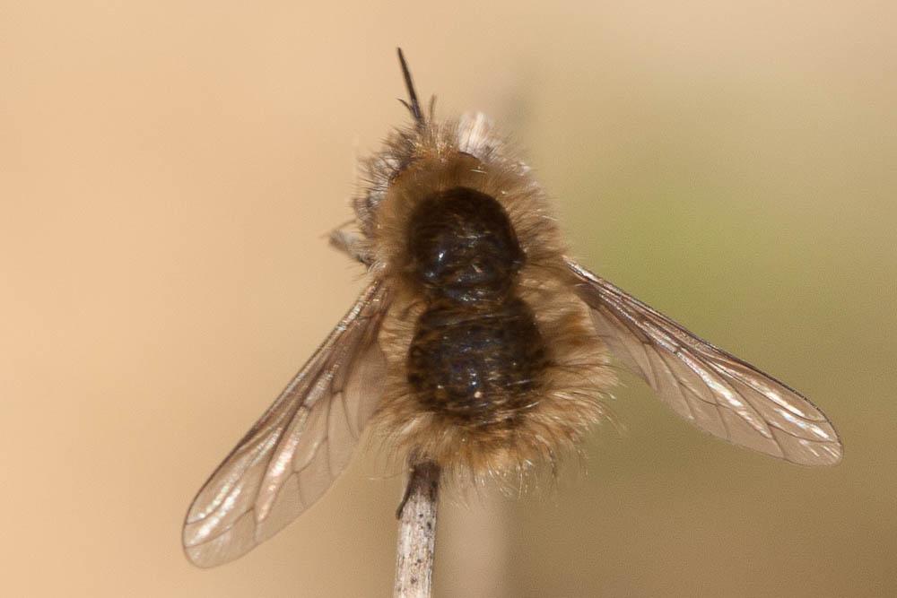  Bombylius trichurus Pallas, 1818
