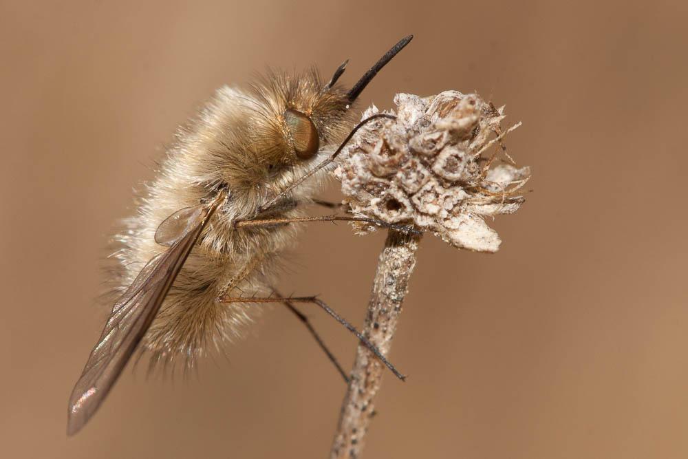  Bombylius trichurus Pallas, 1818