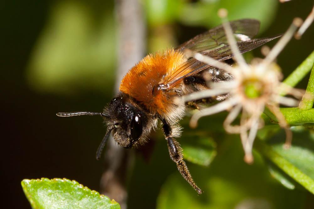 Andrena nitida (Müller, 1776)