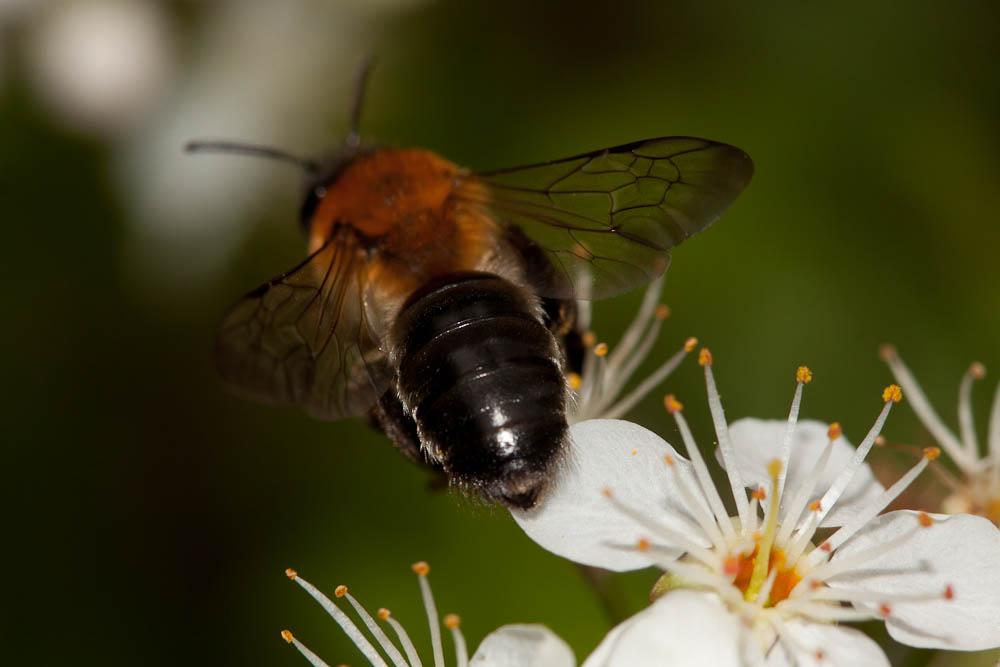Andrena nitida (Müller, 1776)