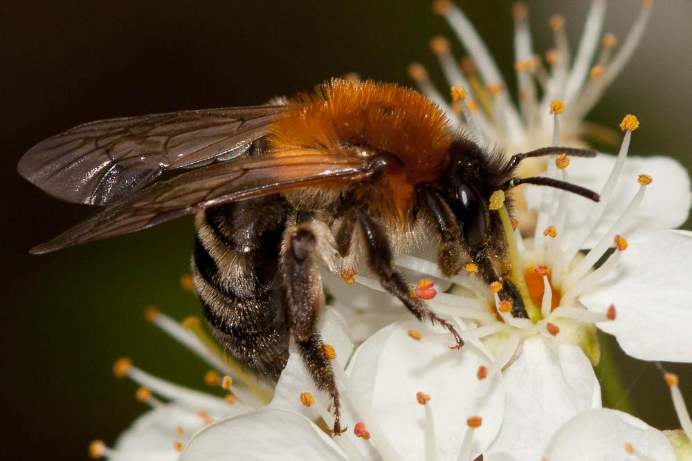 Andrena nitida (Müller, 1776)