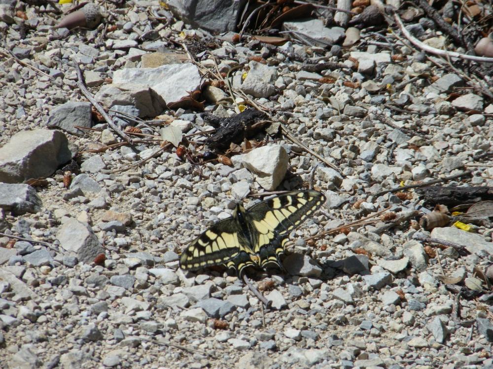 Machaon (Le), Grand Porte-Queue (Le) Papilio machaon Linnaeus, 1758