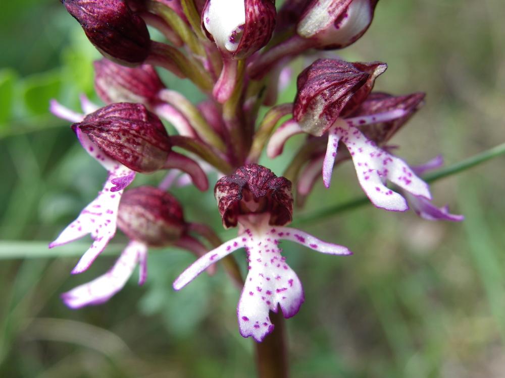 Orchis pourpre, Grivollée Orchis purpurea Huds., 1762