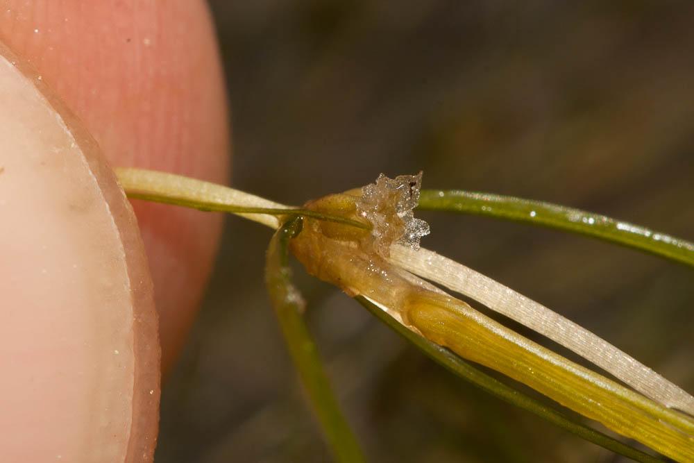 Zannichellie pédicellée Zannichellia palustris subsp. pedicellata (Wahlenb. & Rosén) Arcang., 1882