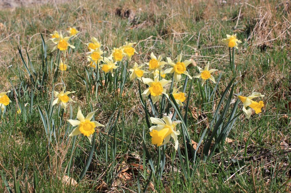 Jonquille des bois Narcissus pseudonarcissus L., 1753