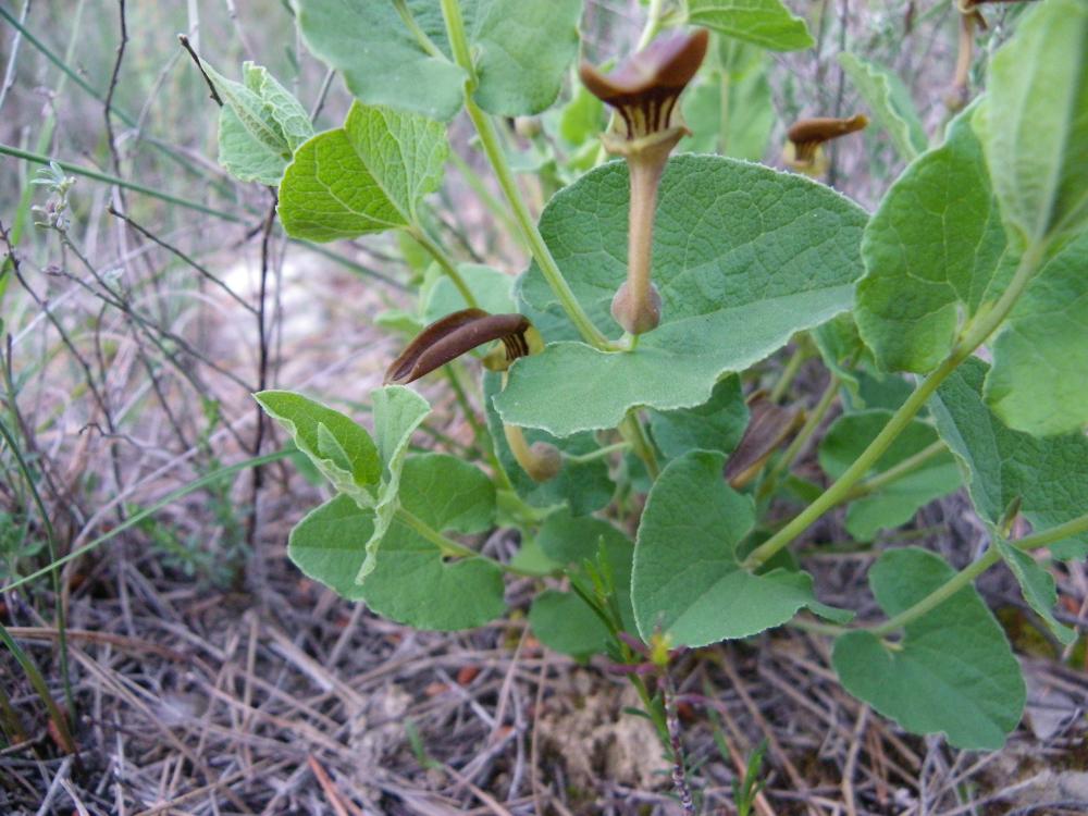 Aristoloche à feuilles rondes, Aristoloche arrondi Aristolochia rotunda L., 1753