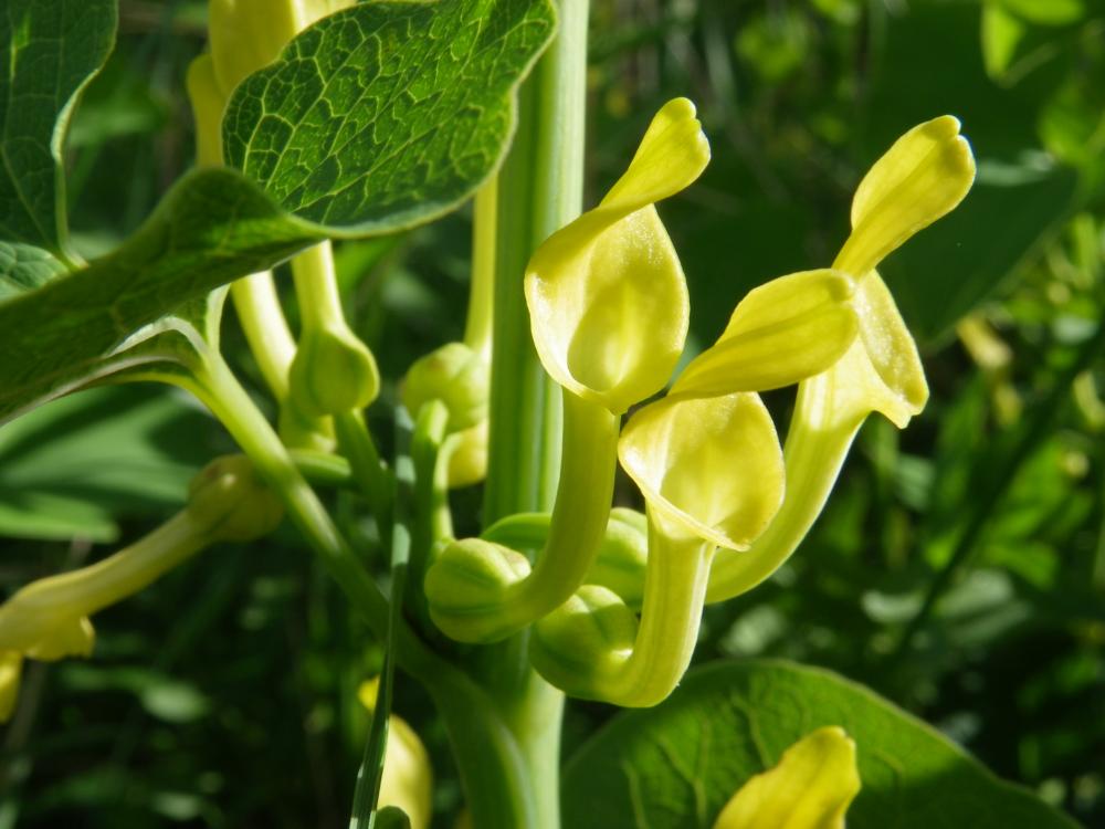 Le Aristoloche clématite, Poison de terre Aristolochia clematitis L., 1753