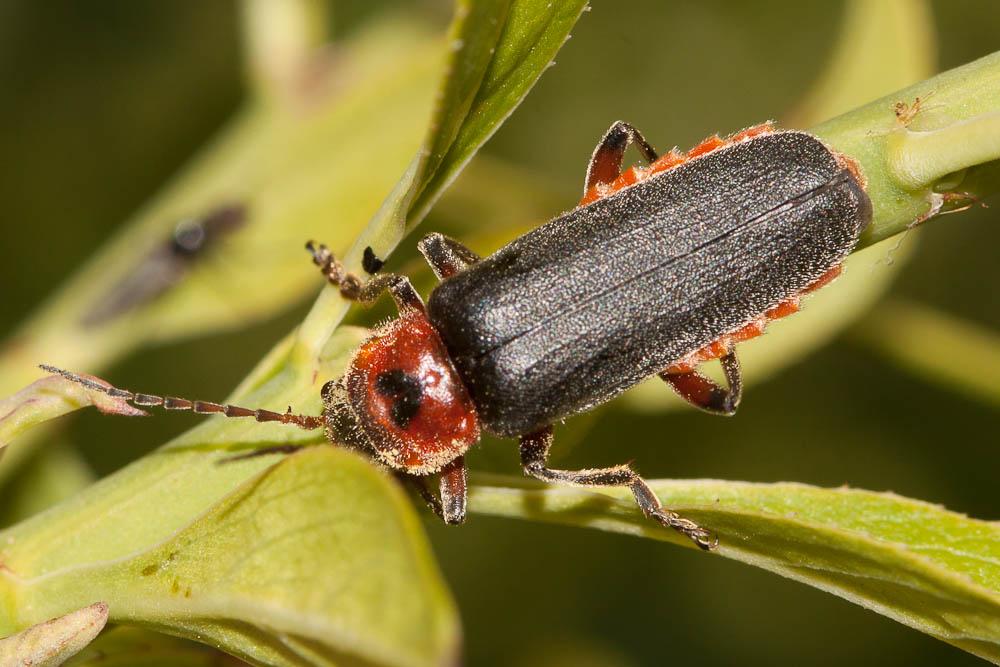 Téléphore moine, Cantharide rustique Cantharis rustica Fallén, 1807