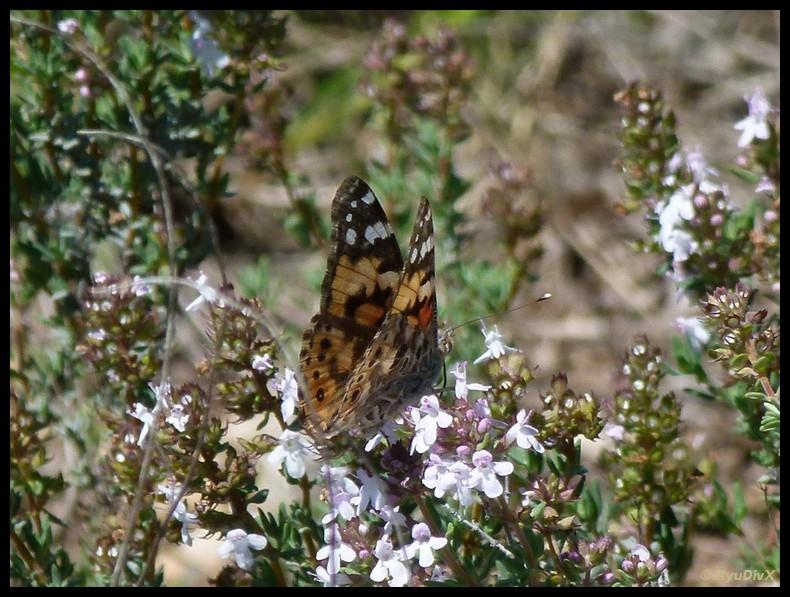 Vanesse des Chardons (La), Belle-Dame (La), Vaness Vanessa cardui (Linnaeus, 1758)