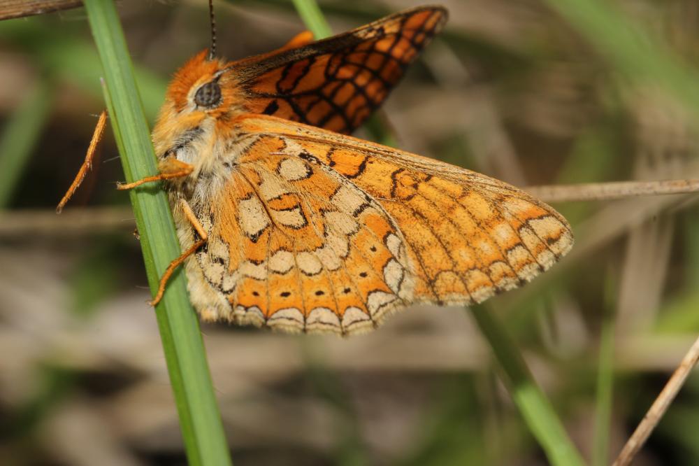 Damier de la Succise (Le), Artémis (L'), Damier pr Euphydryas aurinia (Rottemburg, 1775)