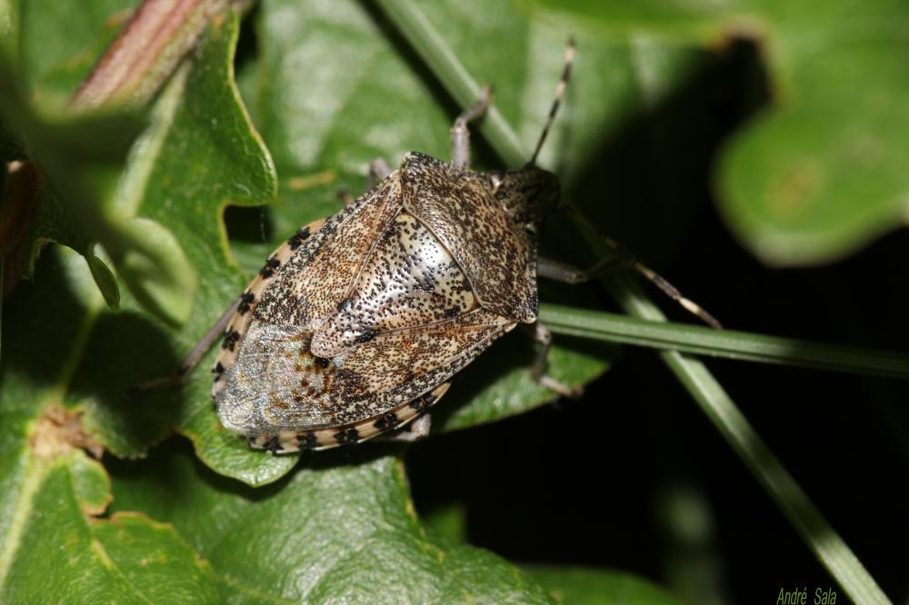 Punaise nébuleuse, Punaise grise Rhaphigaster nebulosa (Poda, 1761)