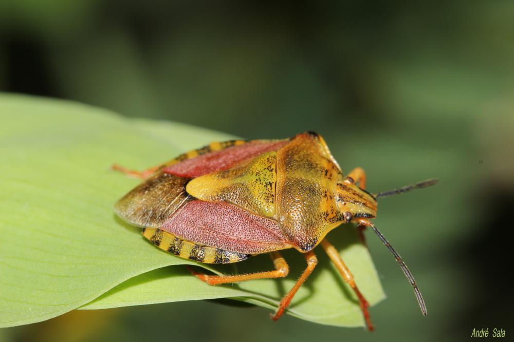 Carpocoris pudicus (Poda, 1761)