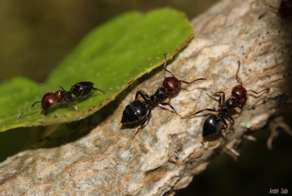  Crematogaster scutellaris (Olivier, 1792)