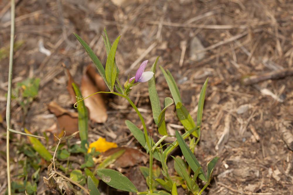 Gesse à petites fleurs Lathyrus inconspicuus L., 1753