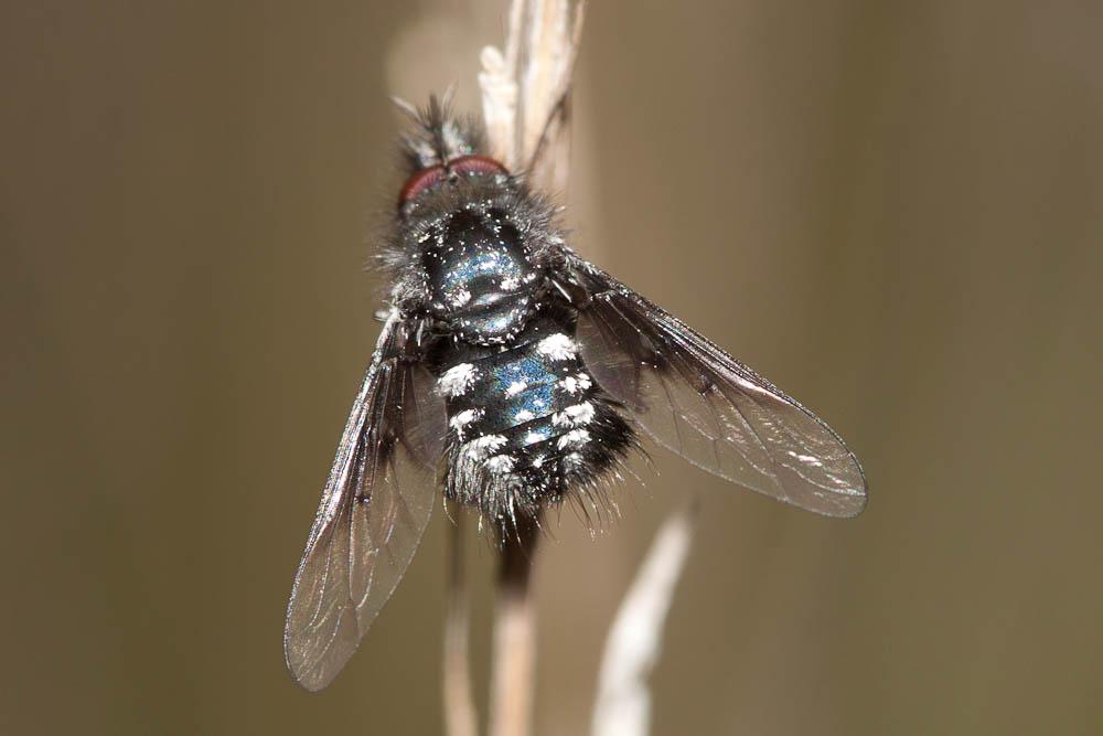 Bombylella atra (Scopoli, 1763)