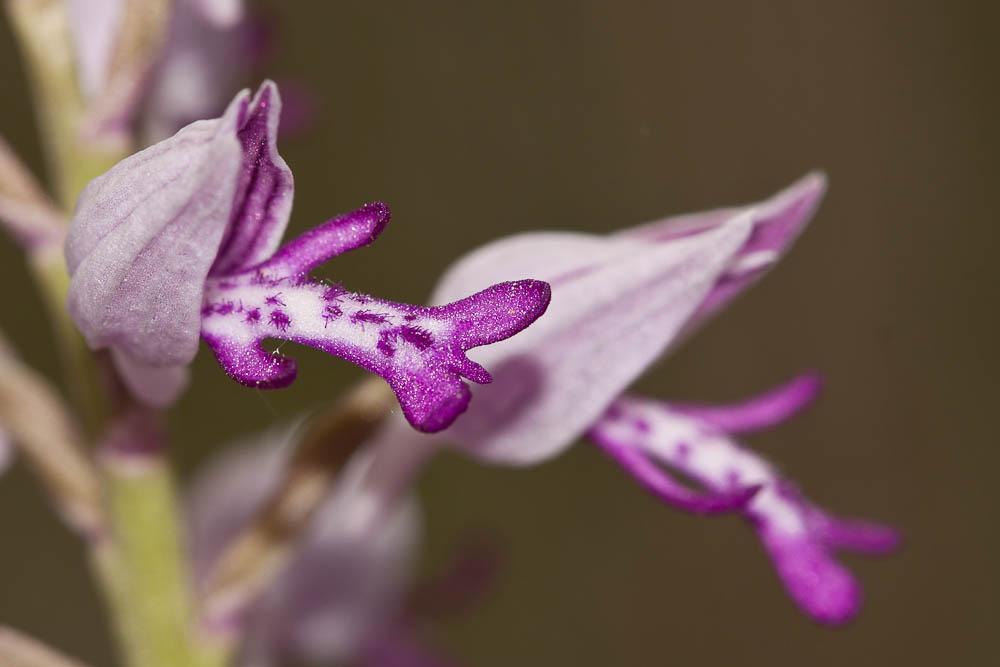 Orchis militaire, Casque militaire, Orchis casqué Orchis militaris L., 1753